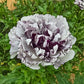 Brushmark Estrada Ranunculus