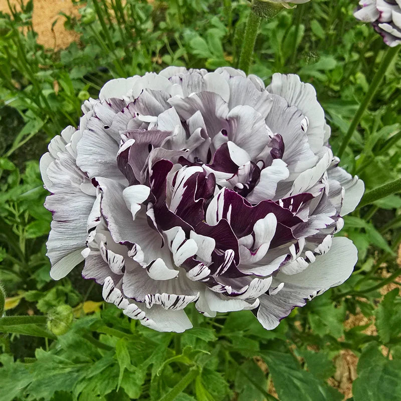 Brushmark Estrada Ranunculus