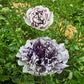 Brushmark Estrada Ranunculus