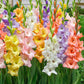 Pastel Gladiolus Mixture