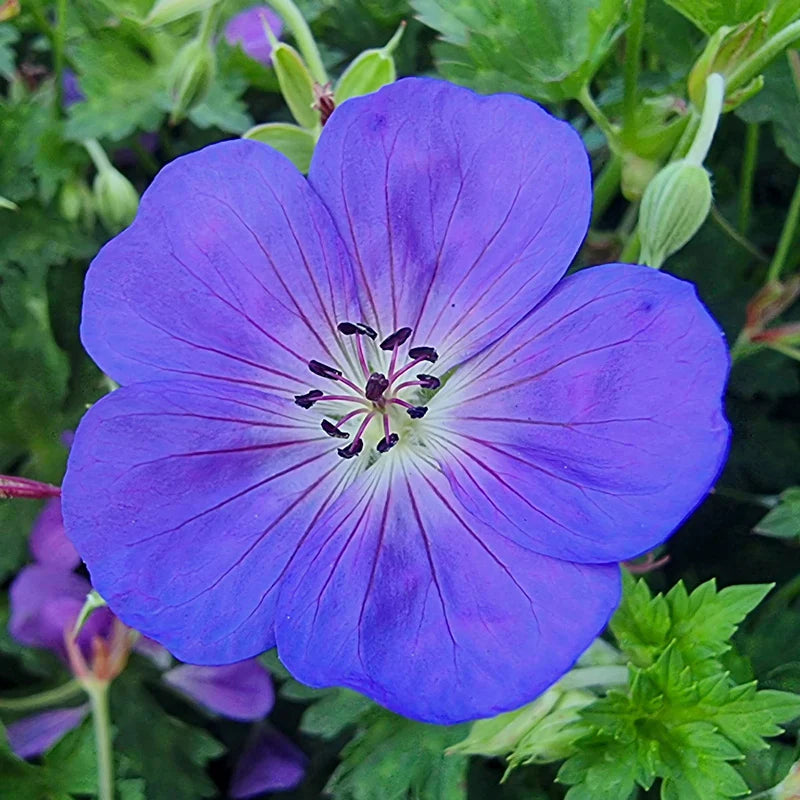 Bloom Me Away Hardy Geranium