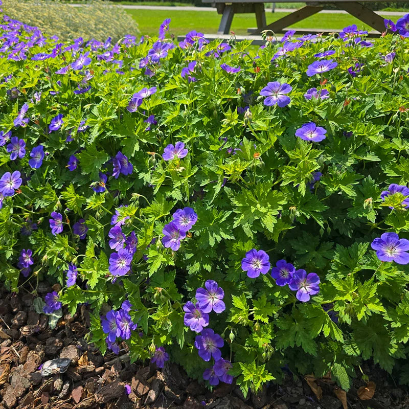 Bloom Me Away Hardy Geranium