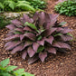 Bloodline Hosta