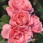 Sweet Rose Plant Seedlings Flower Seeds Perennial Growing Bonsai Corms Tubers Potted Planting Reblooming Fragrant Garden Roots Rhizomes Species Blooms Bulbs Gardening Tree