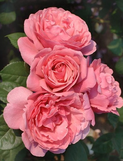 Sweet Rose Plant Seedlings Flower Seeds Perennial Growing Bonsai Corms Tubers Potted Planting Reblooming Fragrant Garden Roots Rhizomes Species Blooms Bulbs Gardening Tree