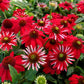 Sombrero Salsa Red Coneflower