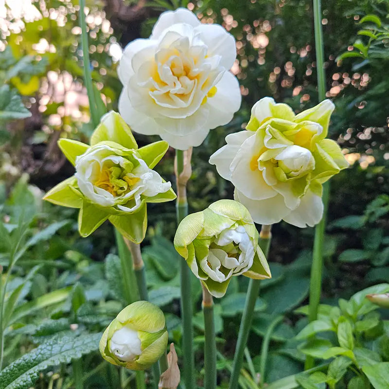 Kurfurstin Sophie Daffodil