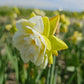 Kurfurstin Sophie Daffodil