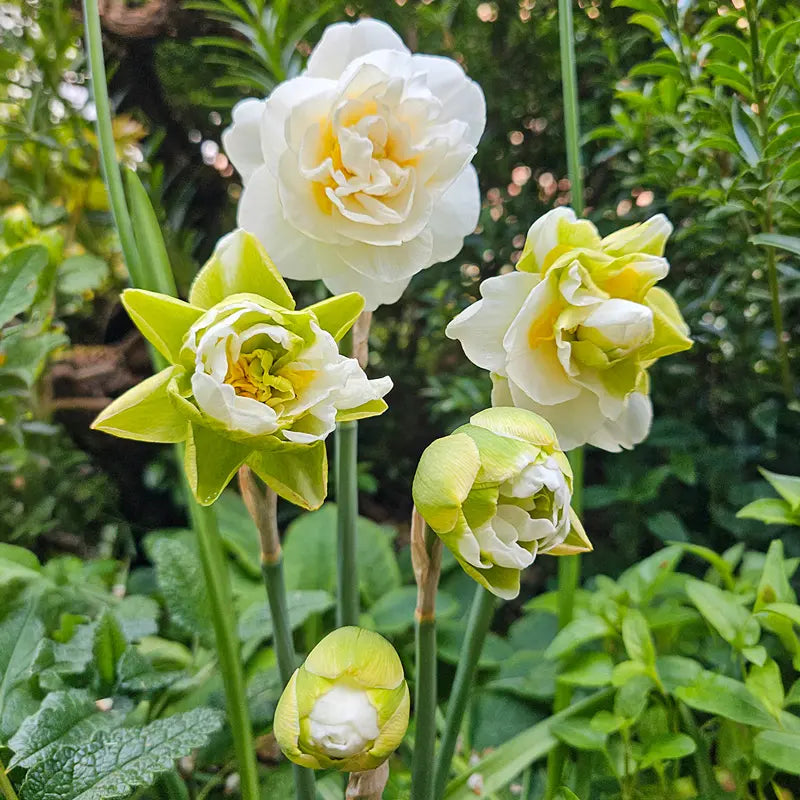 Kurfurstin Sophie Daffodil