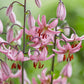 Candy Morning Turks Cap Lily