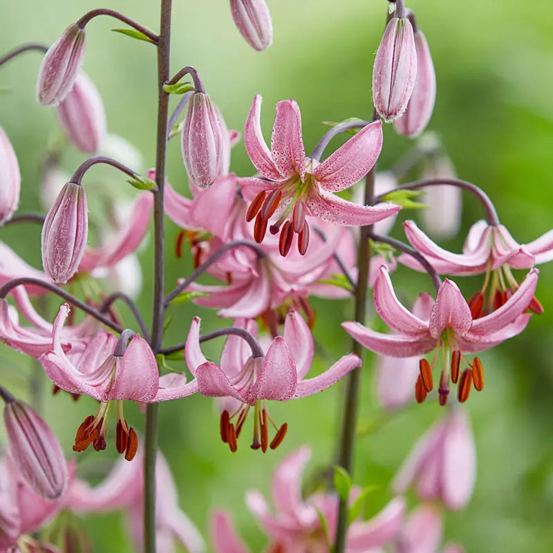 Candy Morning Turks Cap Lily
