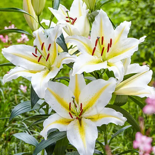 Baferrari Lily