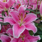 Sorbonne Lily