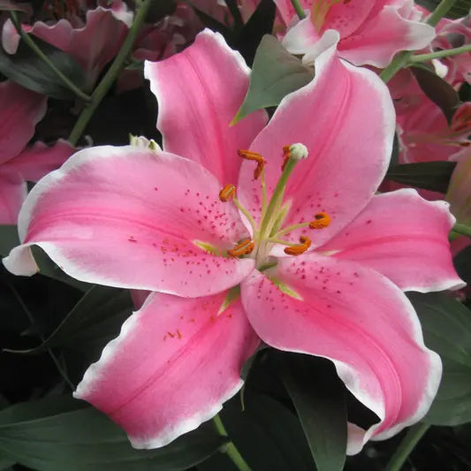 Sorbonne Lily