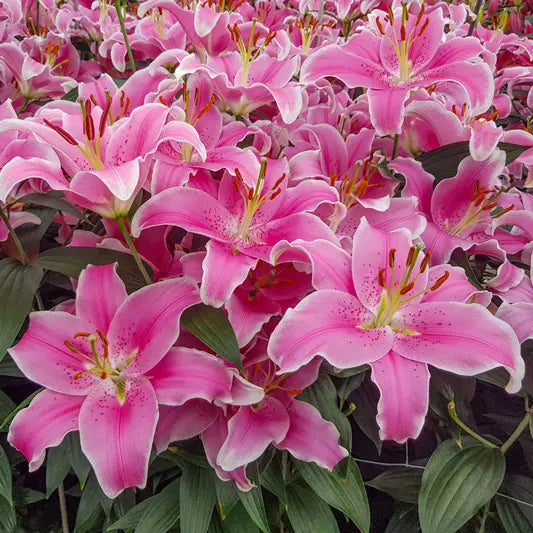 Sorbonne Lily