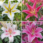 Starburst Oriental Lily Collection