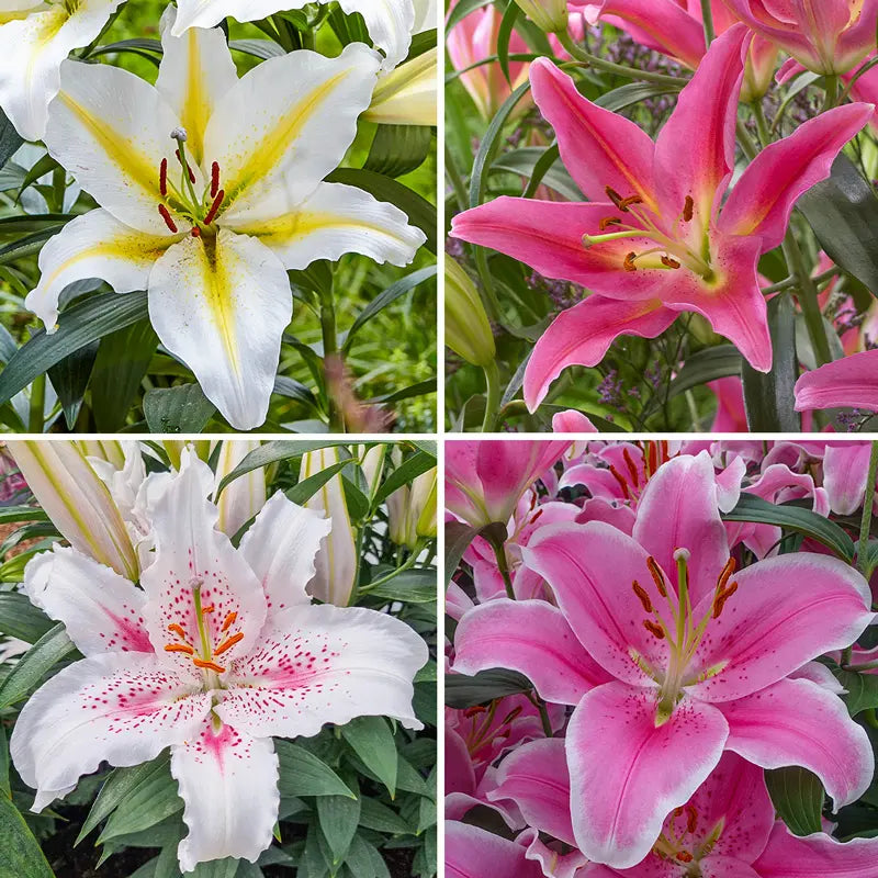 Starburst Oriental Lily Collection