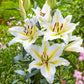 Starburst Oriental Lily Collection