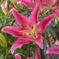 Starburst Oriental Lily Collection