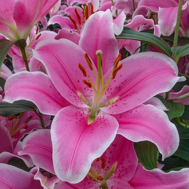 Starburst Oriental Lily Collection