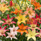 Pollen Free Lily Mixture