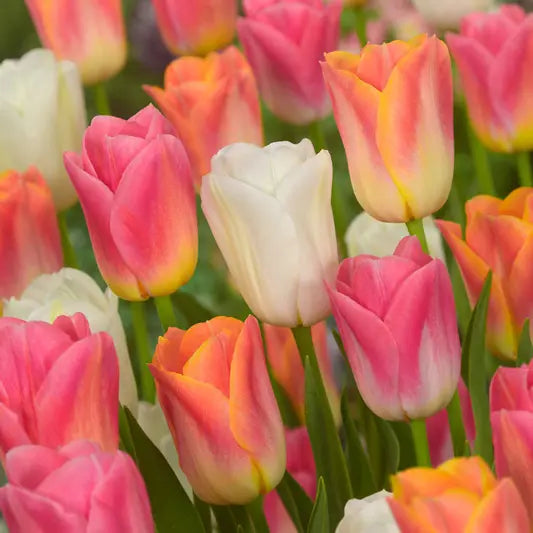 Dynasty Tulip Mixture