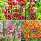 Turk's Cap Lily Collection