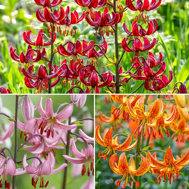 Turk's Cap Lily Collection