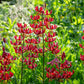 Turk's Cap Lily Collection