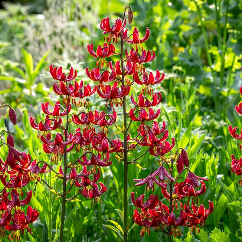 Turk's Cap Lily Collection