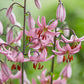 Turk's Cap Lily Collection