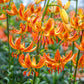 Turk's Cap Lily Collection