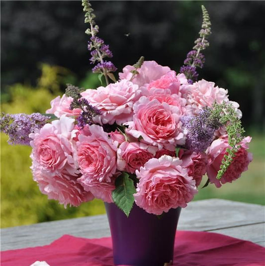 Bienvenue Rose Seedlings Flower Seeds Perennial Growing Bonsai Corms Tubers Potted Planting Reblooming Fragrant Garden Roots Rhizomes Species Blooms Plant Bulbs Gardening Tree