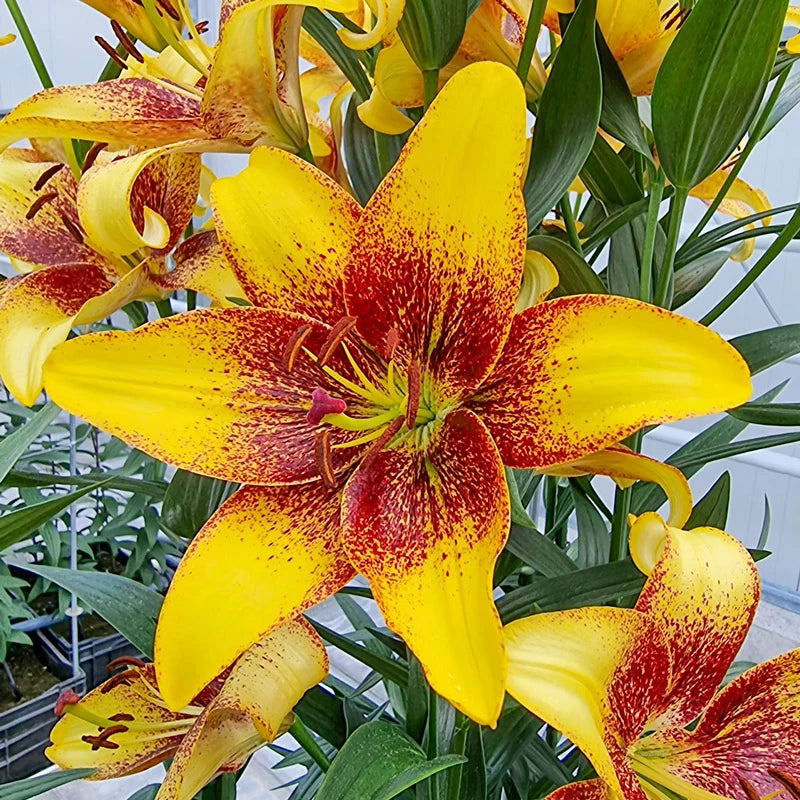 Golden Stone Lily