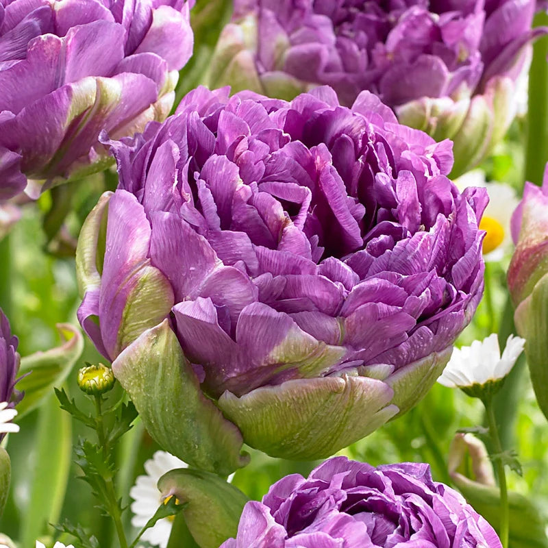 Blue Wow Tulip