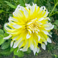 Calgary Flames Dahlia