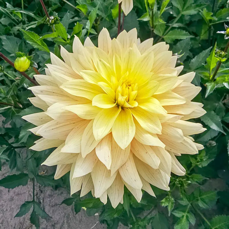 Xanthe Dahlia