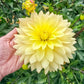 Xanthe Dahlia
