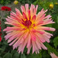 Tickled Sun Dahlia