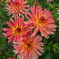 Tickled Sun Dahlia