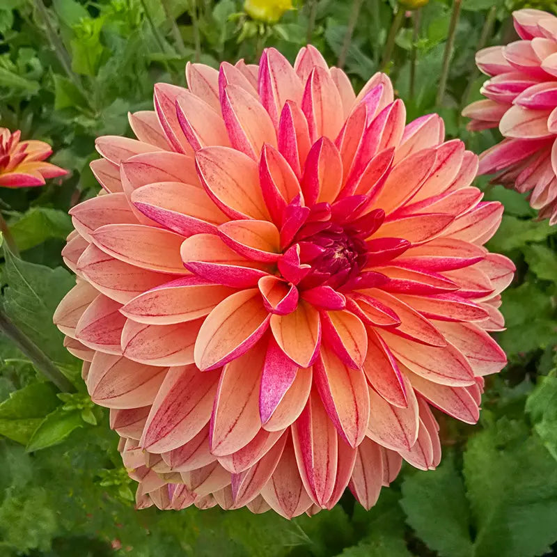 Madame Antoinette Dahlia