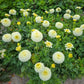 Haildrop Patio Dahlia