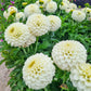 Haildrop Patio Dahlia