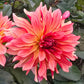 Foxy Dahlia