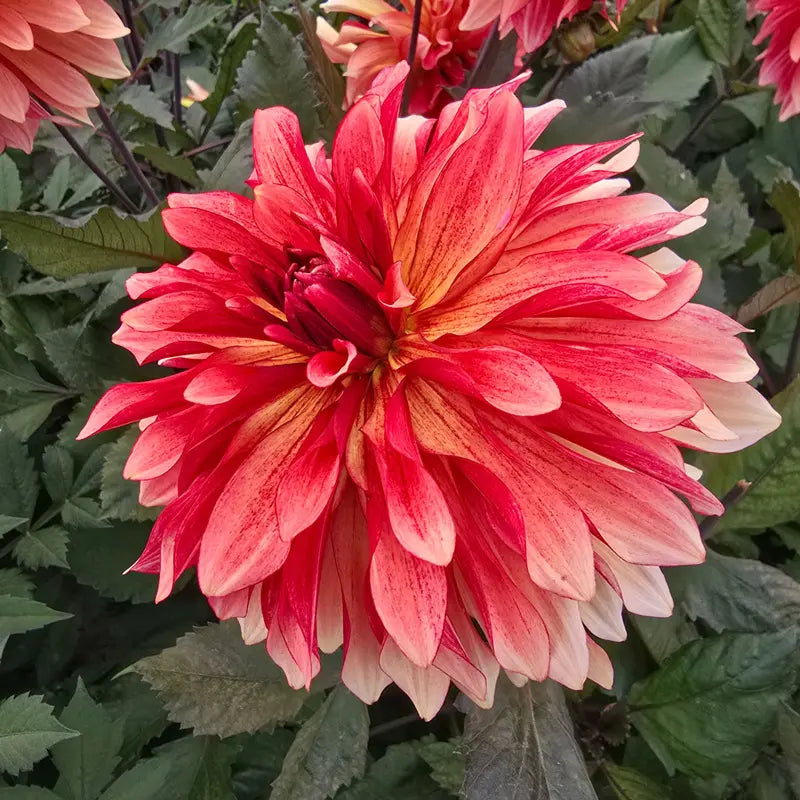 Foxy Dahlia
