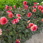 Foxy Dahlia