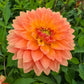 Frequent Flyer Dahlia