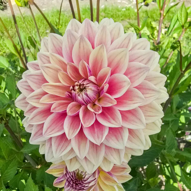 Dusty Beauty Dahlia