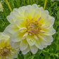 Aquarelle Dahlia
