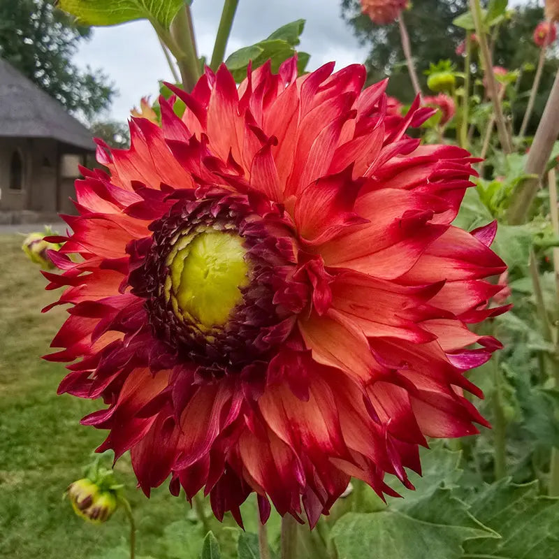 Aiyana Dahlia